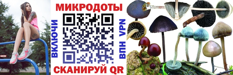 Псилоцибиновые грибы Psilocybine cubensis Пермь